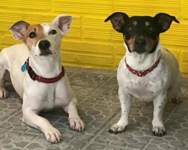 viajaconperro (4)