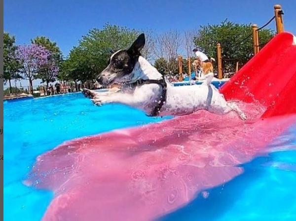 viajaconperro (4)