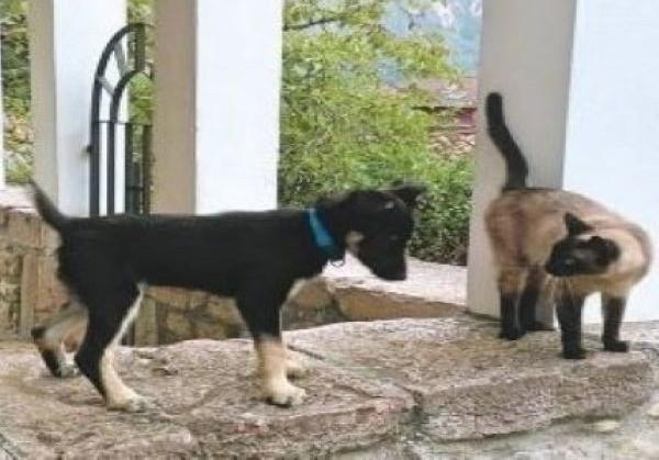 viajaconperro (4)