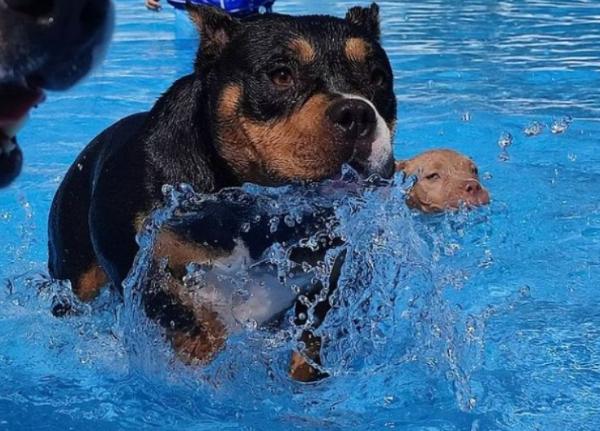 viajaconperro (4)