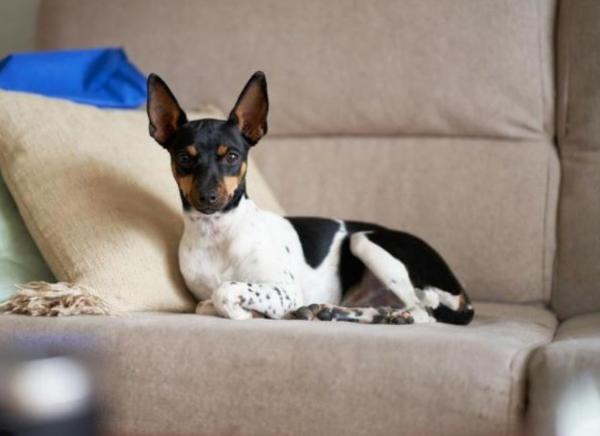 viajaconperro (4)