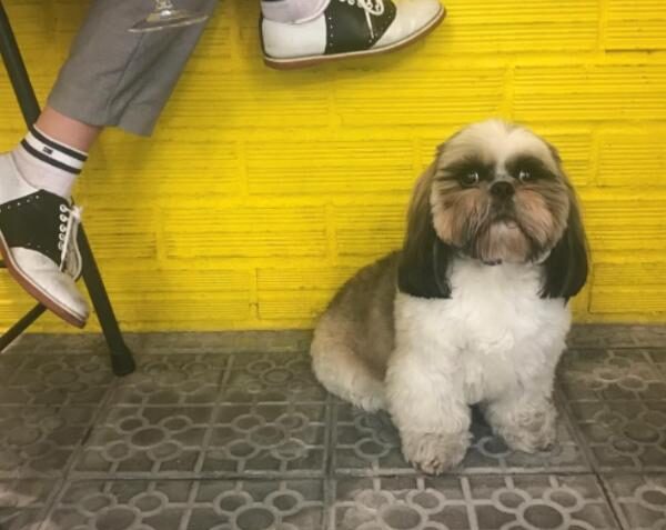 viajaconperro (5)