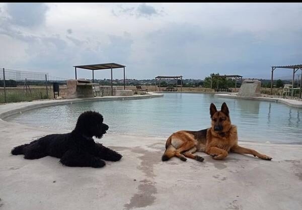 viajaconperro (5)