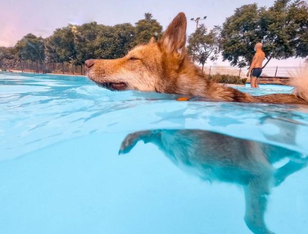 viajaconperro (5)