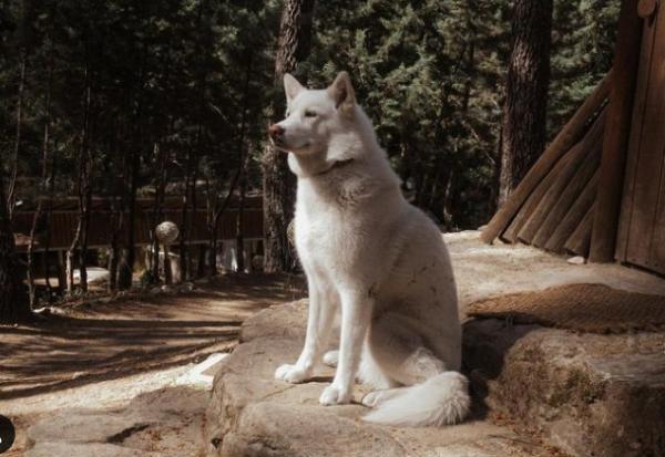 viajaconperro (5)