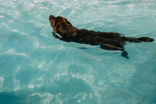 viajaconperro (5)