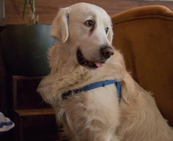viajaconperro (6)