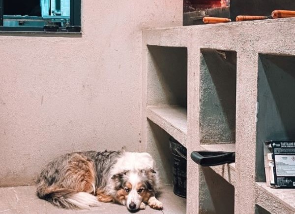 viajaconperro-6-19