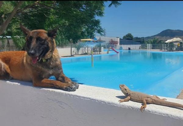 viajaconperro (6)