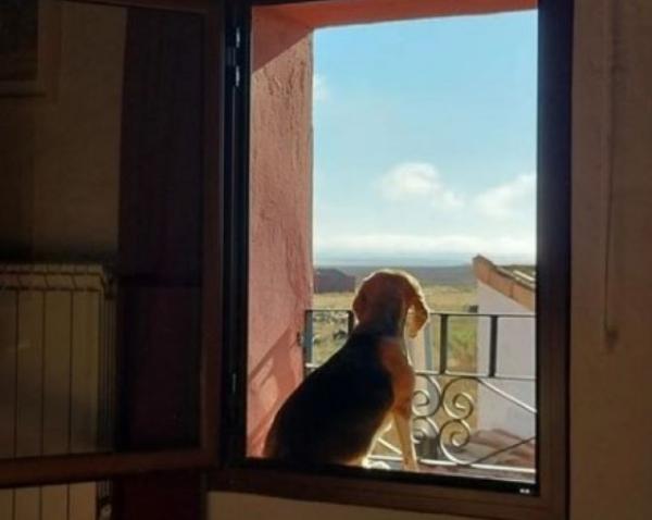 viajaconperro (6)