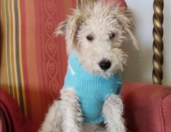 viajaconperro (6)