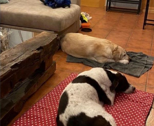 viajaconperro (6)