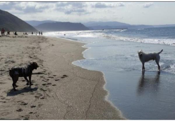 viajaconperro (62)