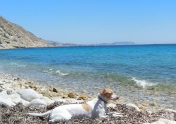 viajaconperro (6)7