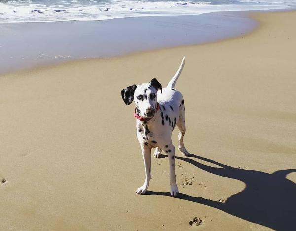 viajaconperro (7)