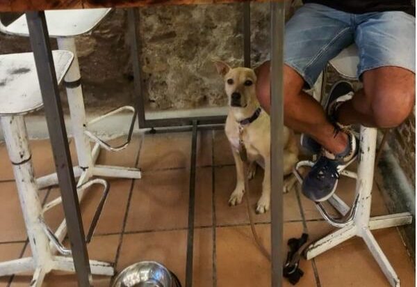 viajaconperro (7)