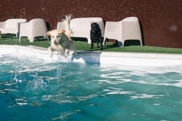 viajaconperro (7)