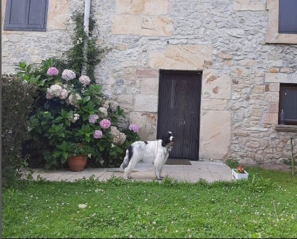 viajaconperro (7)