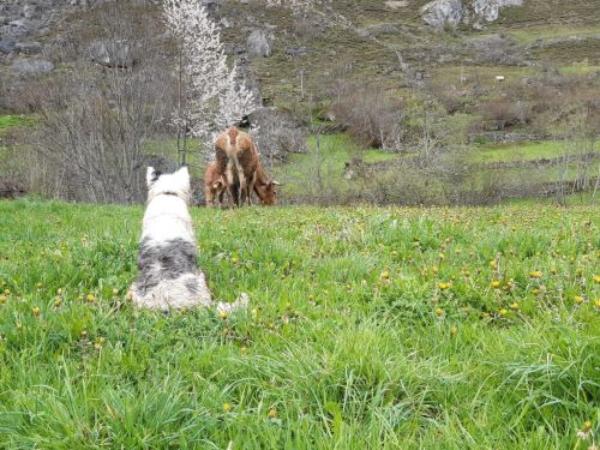 viajaconperro (7)
