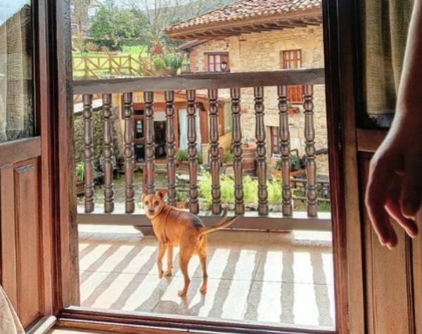 viajaconperro (8)