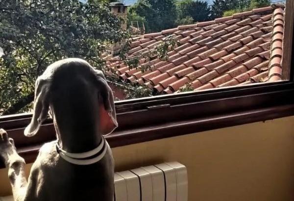 viajaconperro (9)