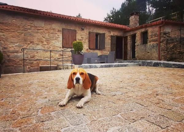 viajaconperro (9)