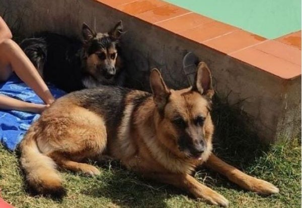 viajaconperro.es_-365