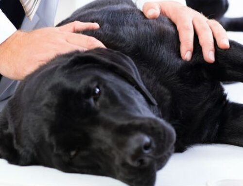 Síndrome Vestibular en Perros ¿Qué es?