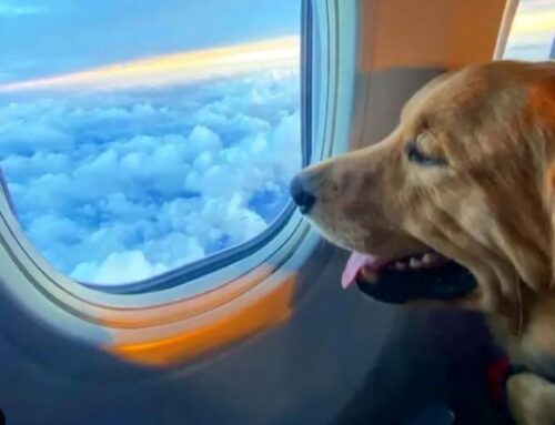 Primera Aerolínea para viajar con tu perro