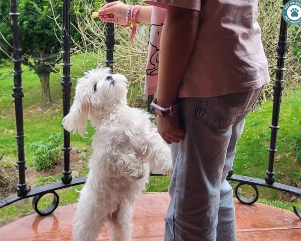 viajaconperro (9)