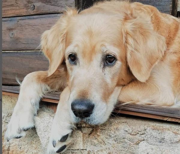 viajaconperro (4)
