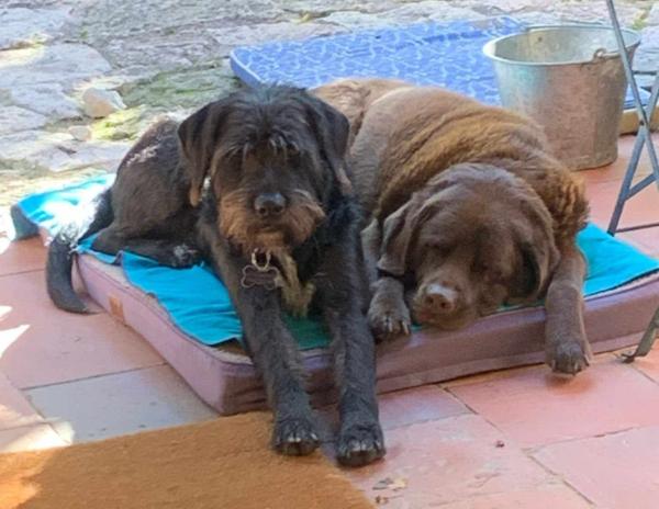viajaconperro (5)