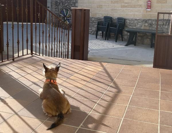 viajaconperro (10)