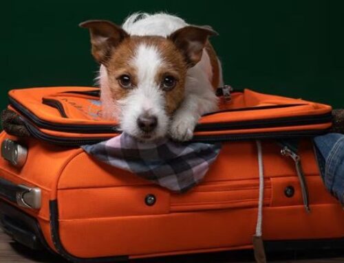 Qué hacer con nuestros peludos cuando no los podemos llevar a nuestros viajes
