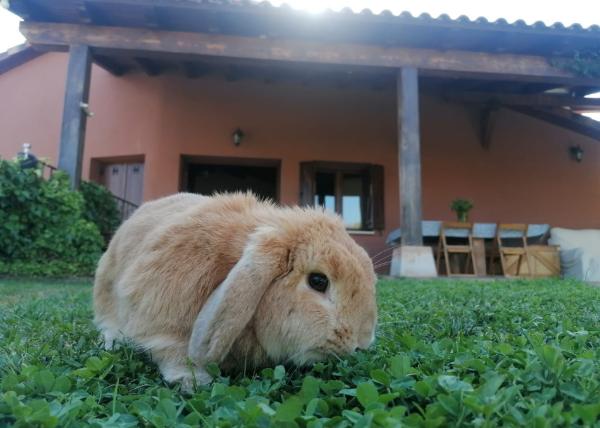 viajaocnperro (7)