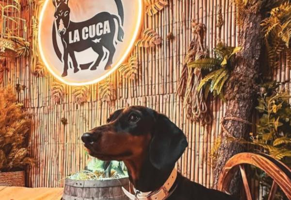 La Cuca Brunch - Viaja con perro