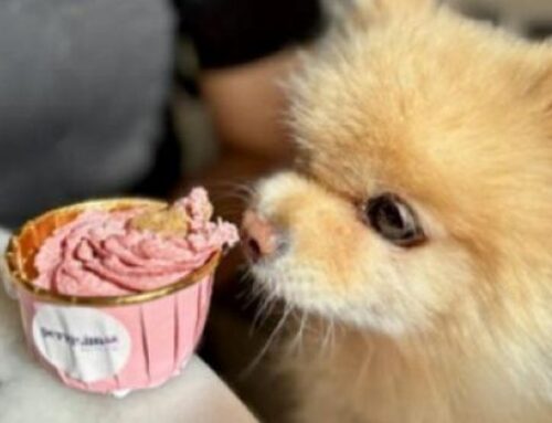 Perrísimo Dog Café & Bar