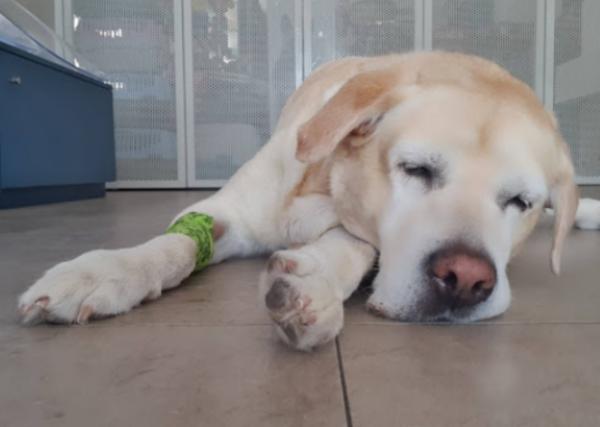 viajaconperro (1)