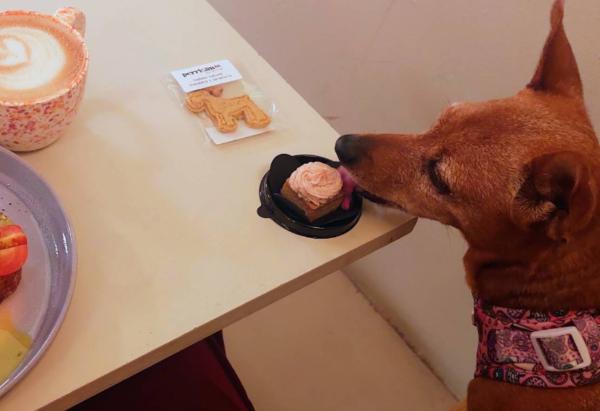 viajaconperro (1)