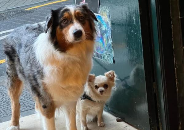 viajaconperro (1)