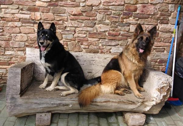 viajaconperro (1)