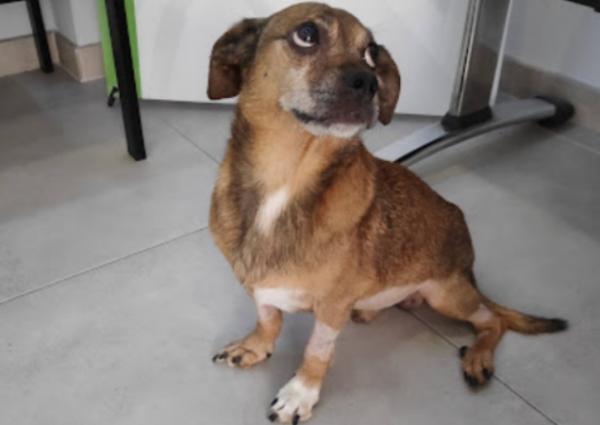 viajaconperro (2)