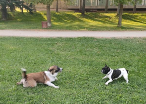 viajaconperro (2)