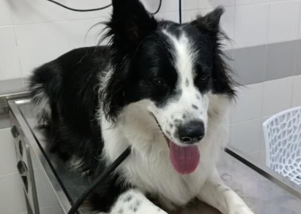 viajaconperro (3)