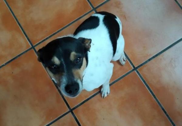 viajaconperro (7)