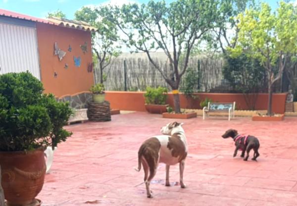 viajaconperro (1)