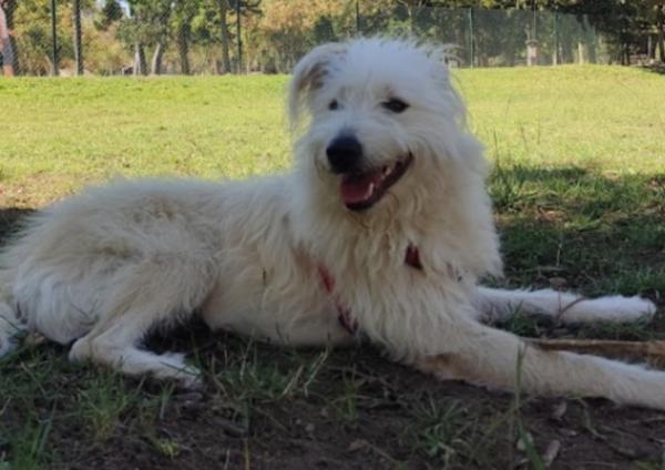 viajaconperro (4)