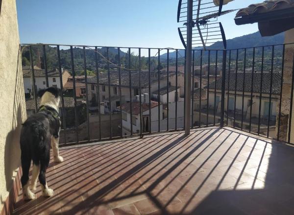 viajaconperro (1)