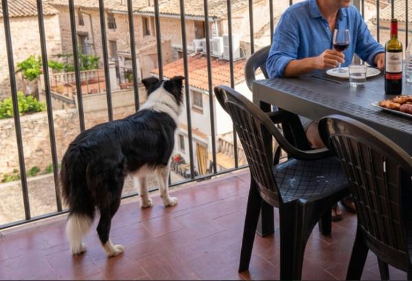 viajaconperro (7)