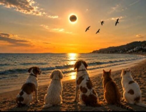 Cómo puede afectar el eclipse a nuestras mascotas